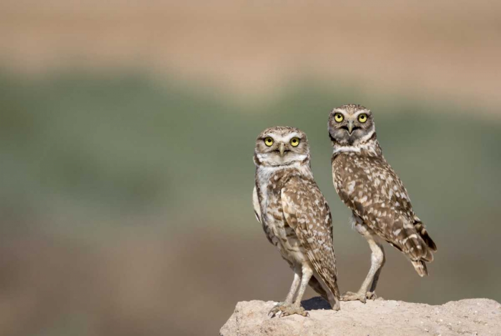 USA, Arizona, Buckeye A pair of burrowing owls art print by Wendy Kaveney for $57.95 CAD