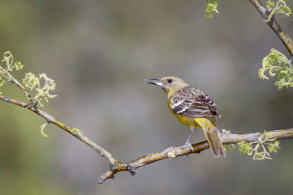 AZ, Santa Rita Mts Scotts oriole on branch art print by Wendy Kaveney for $57.95 CAD