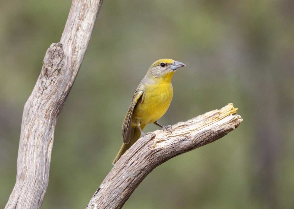 AZ, Santa Rita Mts Female hepatic tanager bird art print by Wendy Kaveney for $57.95 CAD