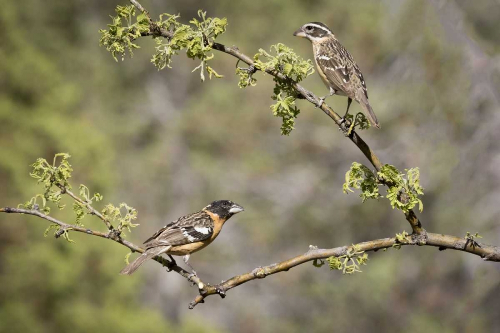 AZ, Santa Rita Mts Black-headed grosbeaks art print by Wendy Kaveney for $57.95 CAD