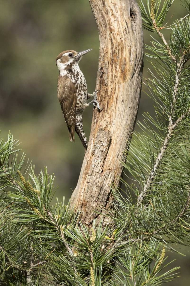 AZ, Santa Rita Mts, AZ, woodpecker on tree trunk art print by Wendy Kaveney for $57.95 CAD