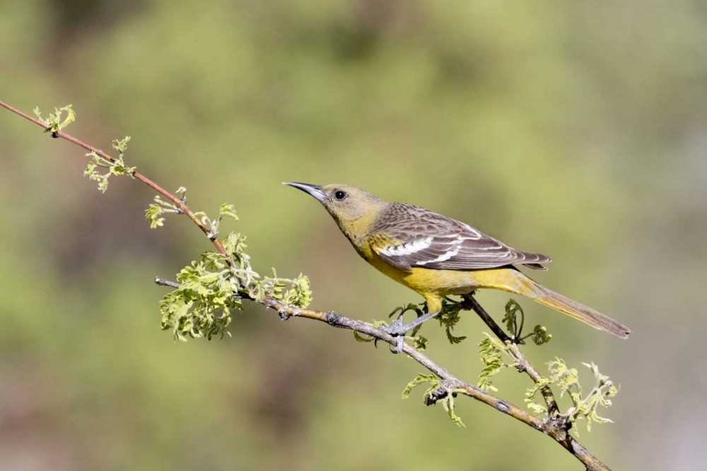 AZ, Santa Rita Mts Female Scotts oriole on tree art print by Wendy Kaveney for $57.95 CAD
