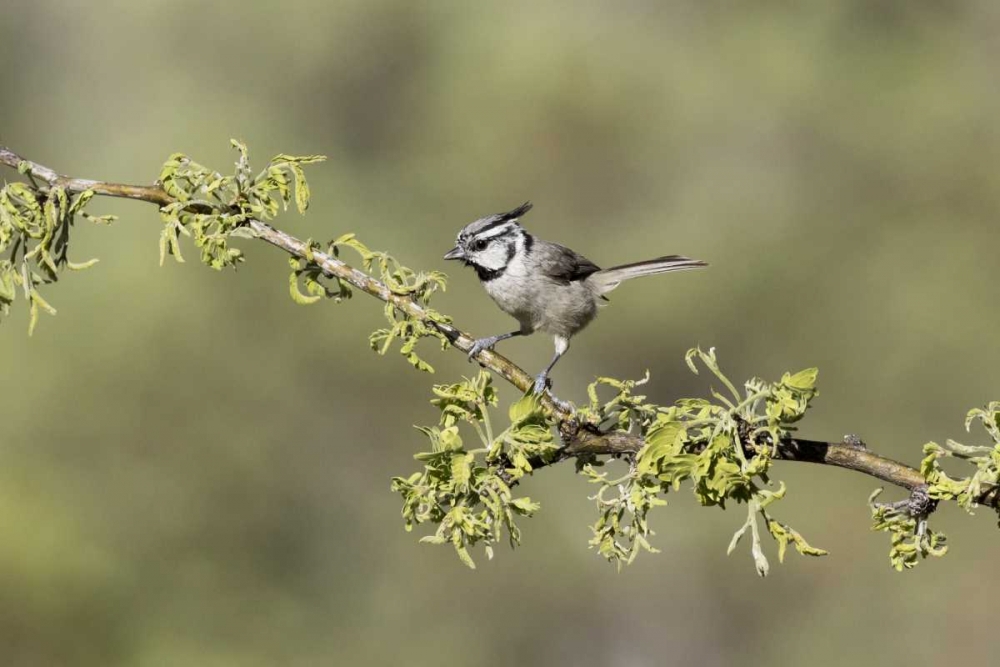 AZ, Santa Rita Mts Bridled titmouse on branch art print by Wendy Kaveney for $57.95 CAD