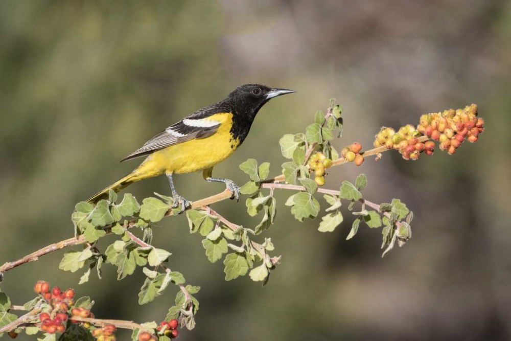 AZ, Santa Rita Mts Scotts oriole on branch art print by Wendy Kaveney for $57.95 CAD