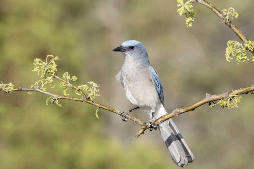 AZ, Santa Rita Mts Mexican jay perched on branch art print by Wendy Kaveney for $57.95 CAD