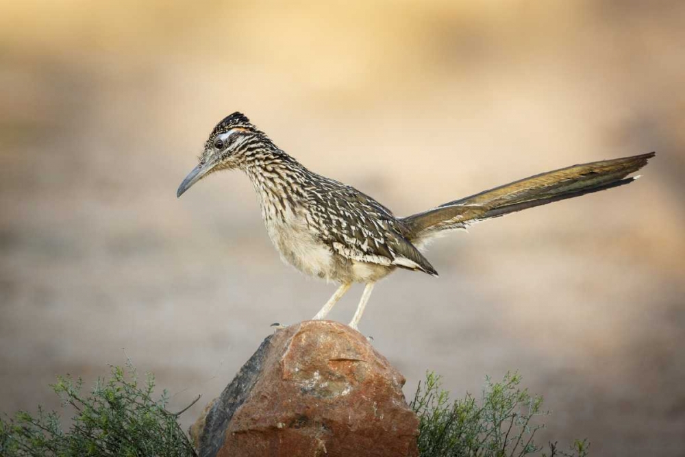 Arizona, Santa Rita Mts A greater roadrunner art print by Wendy Kaveney for $57.95 CAD