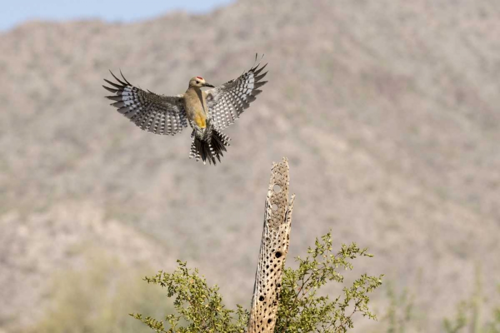AZ, Buckeye Gila woodpecker on cholla skeleton art print by Wendy Kaveney for $57.95 CAD
