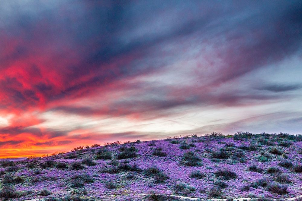 Arizona-Globe-Round Mountain Park-Sunset on desert super bloom art print by Jaynes Gallery for $57.95 CAD