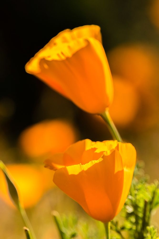 Arizona-Peridot Mesa California poppies in bloom art print by Jaynes Gallery for $57.95 CAD