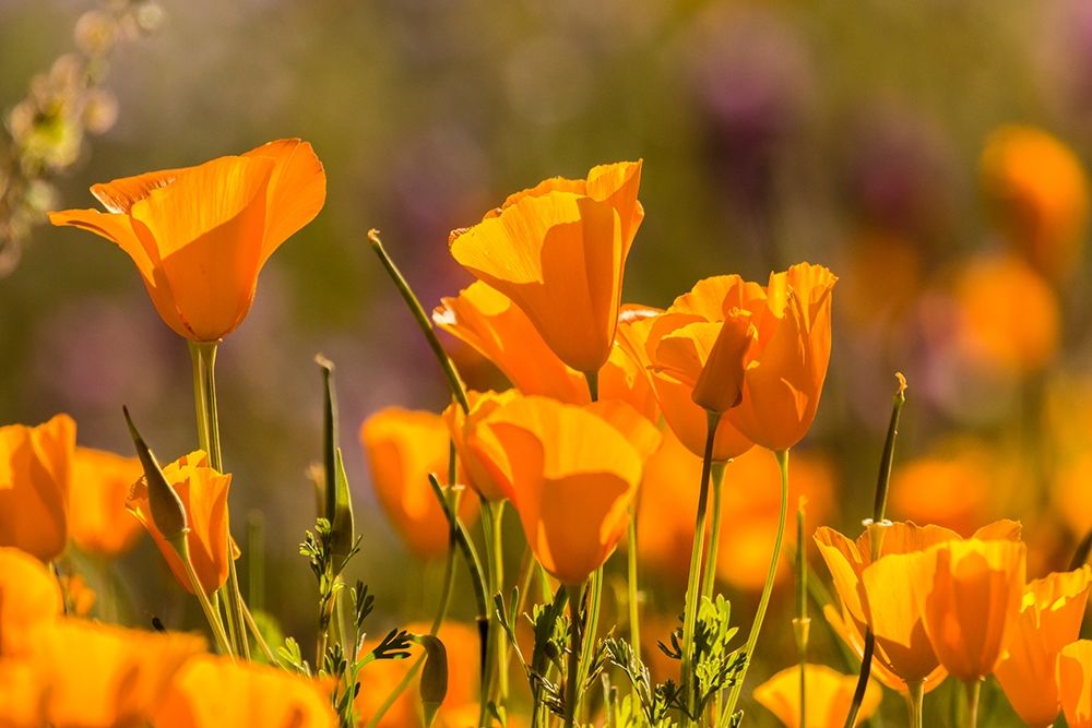 Arizona-Peridot Mesa California poppies in bloom art print by Jaynes Gallery for $57.95 CAD