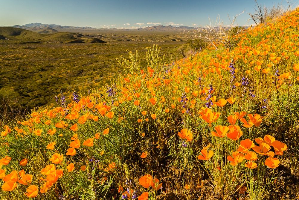 Arizona-Peridot Mesa California poppies in bloom art print by Jaynes Gallery for $57.95 CAD
