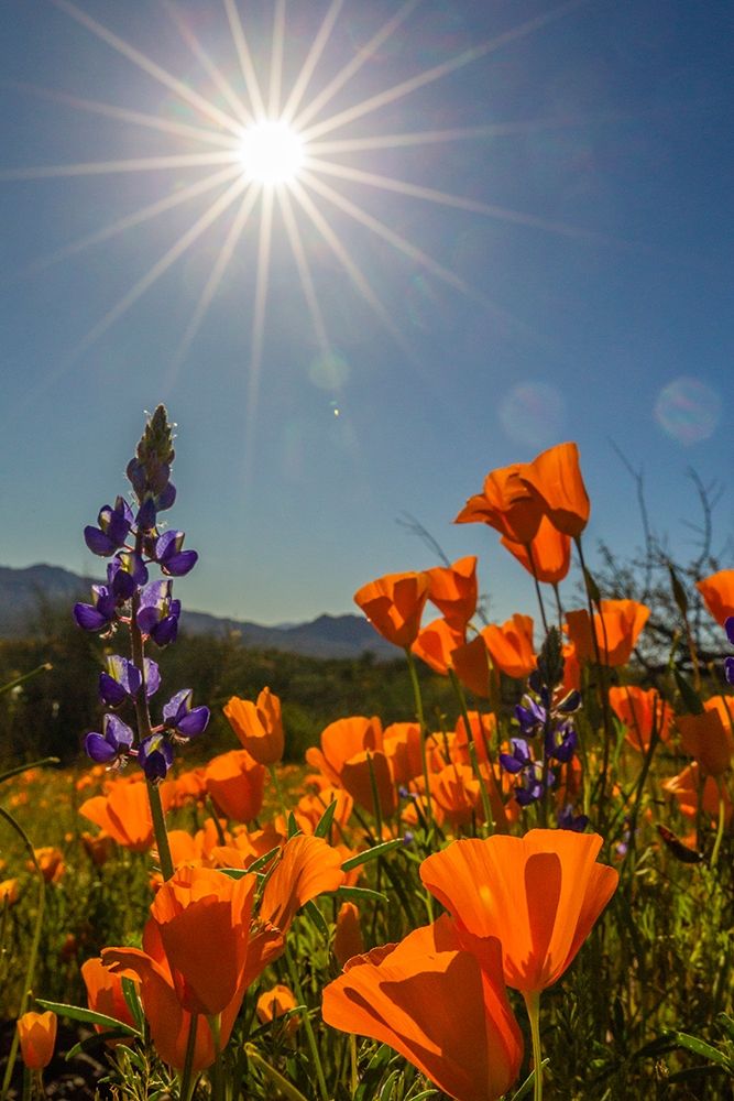Arizona-Peridot Mesa California poppies and lupine in bloom art print by Jaynes Gallery for $57.95 CAD