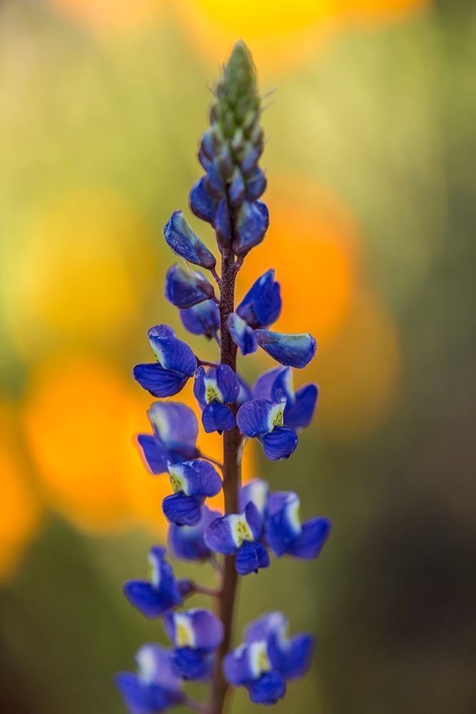 Arizona-Peridot Mesa Lupine blossom close-up art print by Jaynes Gallery for $57.95 CAD