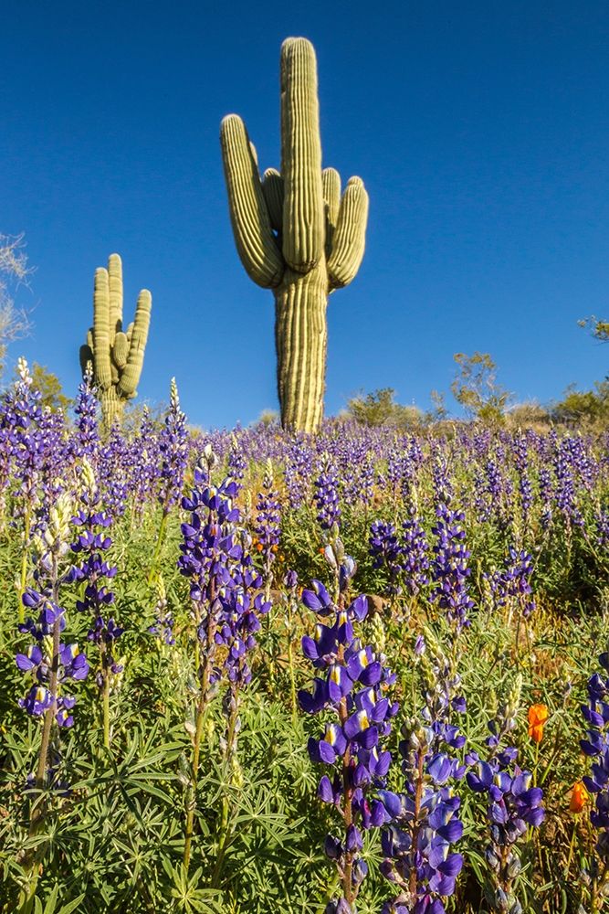 Arizona-Peridot Mesa Saguaro cactus and lupine flowers art print by Jaynes Gallery for $57.95 CAD