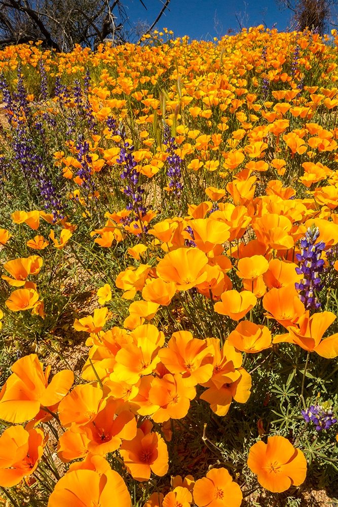 Arizona-Peridot Mesa California poppies in bloom art print by Jaynes Gallery for $57.95 CAD