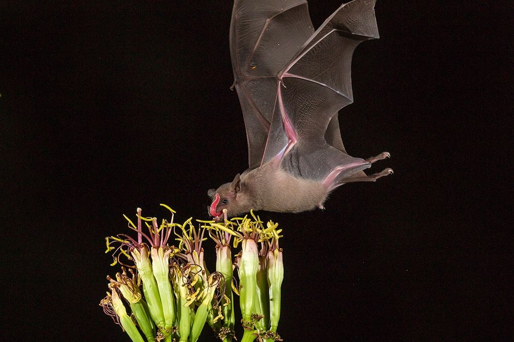 Arizona-Santa Cruz County Bat feeds on yucca nectar art print by Jaynes Gallery for $57.95 CAD