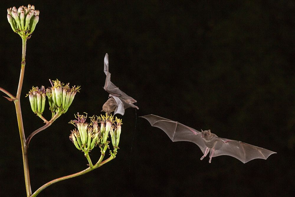 Arizona-Santa Cruz County Bats feed on yucca nectar art print by Jaynes Gallery for $57.95 CAD