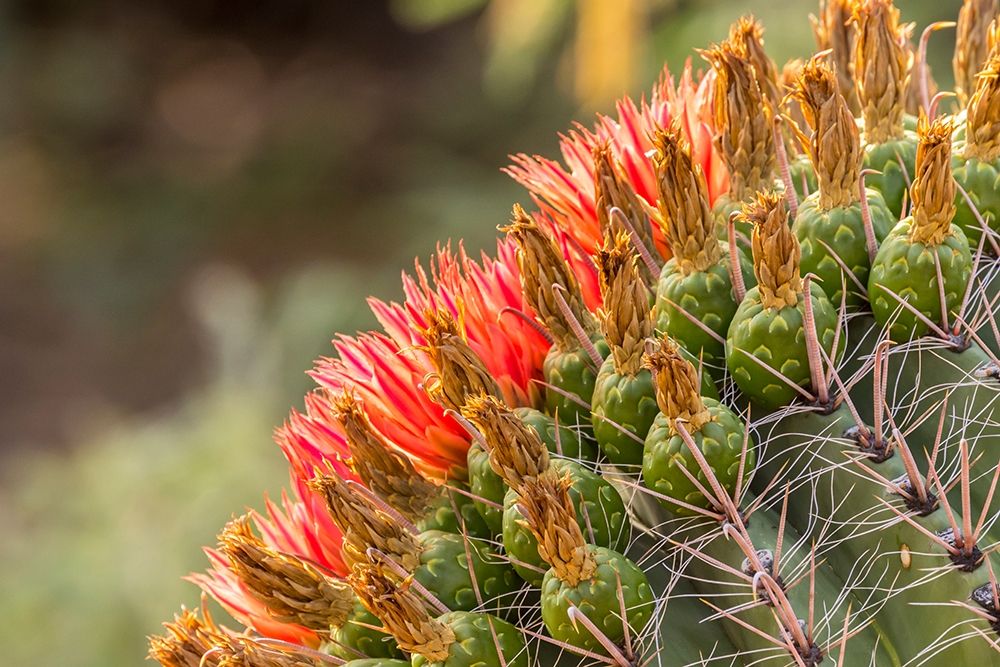 Arizona-Santa Cruz County Barrel cactus blossoms close-up art print by Jaynes Gallery for $57.95 CAD