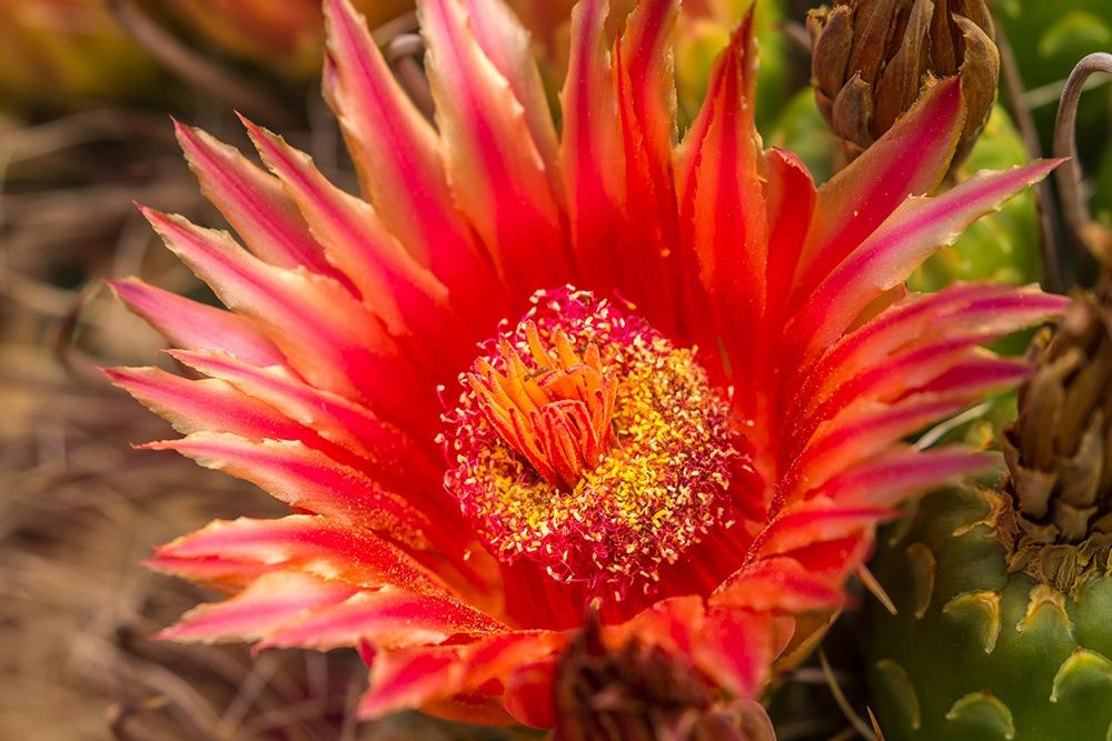 Arizona-Santa Cruz County Barrel cactus blossom and close-up art print by Jaynes Gallery for $57.95 CAD