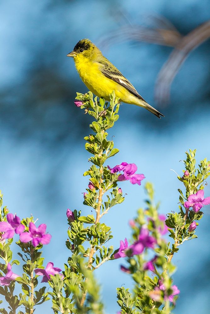 Arizona-Santa Cruz County Lesser goldfinch on flower art print by Jaynes Gallery for $57.95 CAD