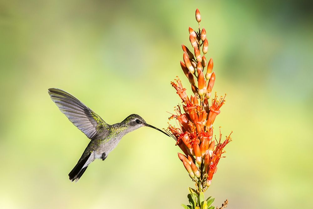 Arizona-Santa Cruz County Broad-billed hummingbird feeding on ocotillo blossoms art print by Jaynes Gallery for $57.95 CAD