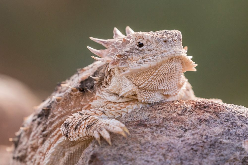 Arizona-Santa Cruz County Regal horned lizard on rock art print by Jaynes Gallery for $57.95 CAD