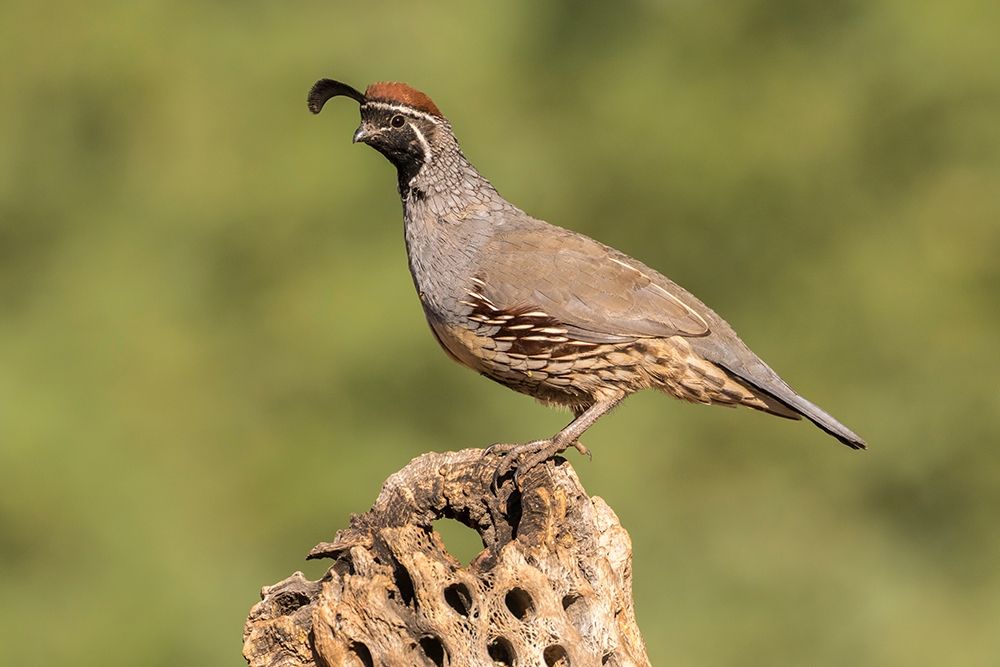 Arizona-Santa Cruz County Male Gambels quail on cactus skeleton art print by Jaynes Gallery for $57.95 CAD