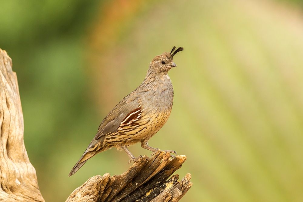 Arizona-Santa Cruz County Gambels quail female on stump art print by Jaynes Gallery for $57.95 CAD