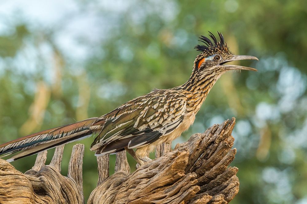 Arizona-Santa Cruz County Roadrunner on stump art print by Jaynes Gallery for $57.95 CAD