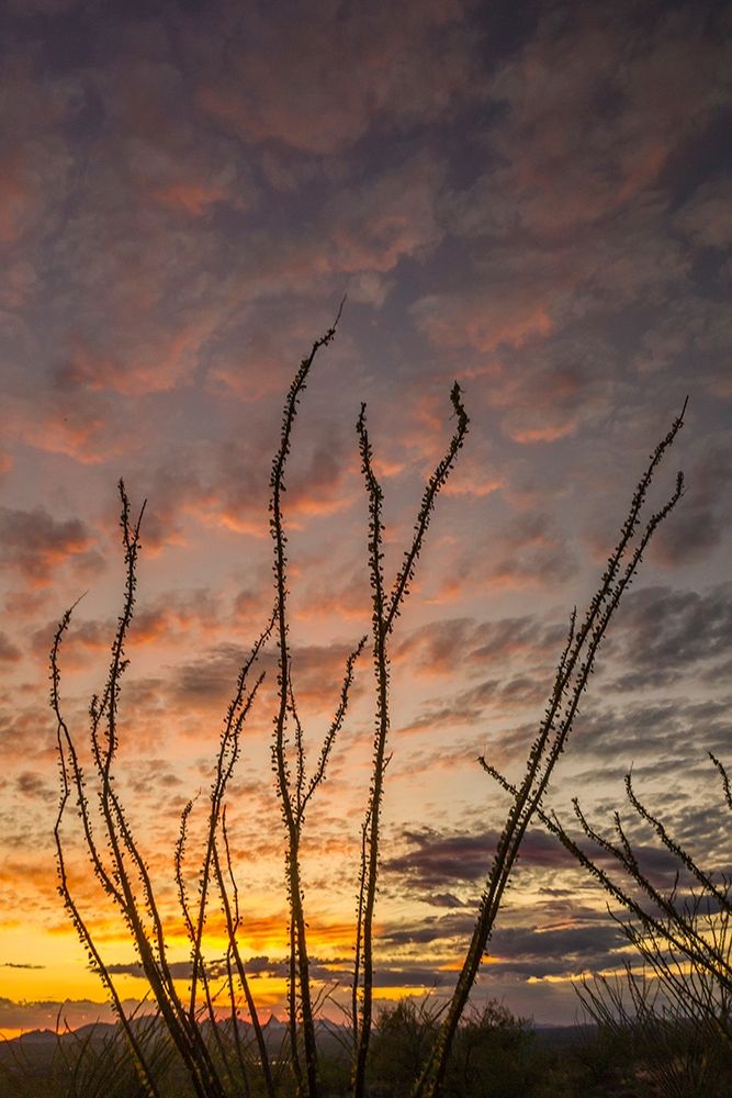Arizona-Santa Cruz County Silhouette of ocotillo cactus at sunset art print by Jaynes Gallery for $57.95 CAD