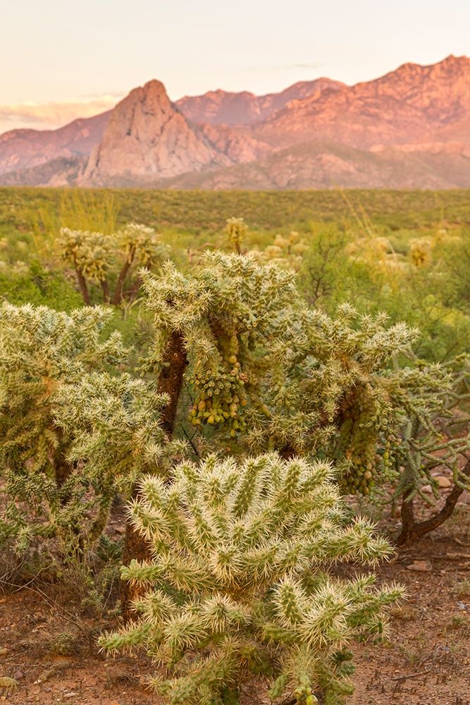 Arizona-Santa Cruz County Santa Rita Mountains and cholla cactus at sunset art print by Jaynes Gallery for $57.95 CAD