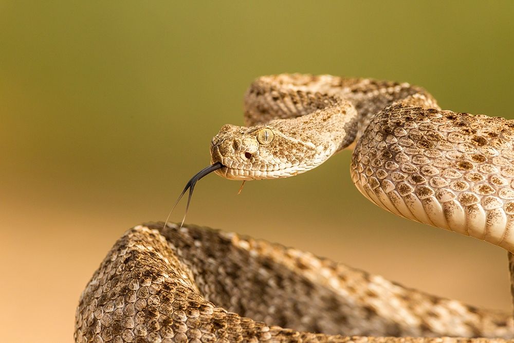 Arizona-Santa Cruz County Close-up of coiled western diamondback rattlesnake art print by Jaynes Gallery for $57.95 CAD