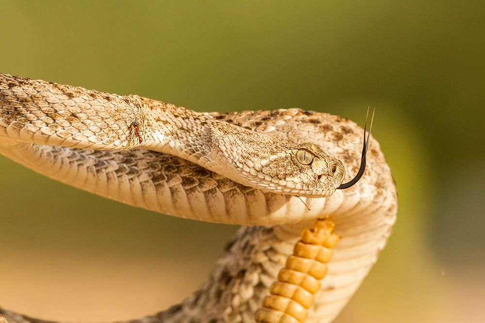 Arizona-Santa Cruz County Close-up of coiled western diamondback rattlesnake art print by Jaynes Gallery for $57.95 CAD