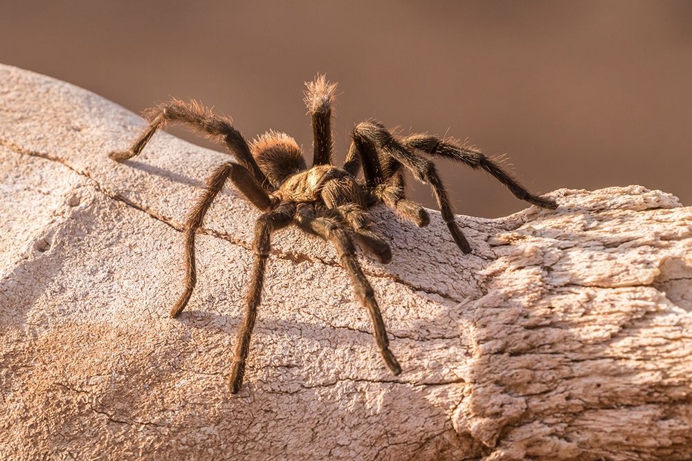 Arizona-Santa Cruz County Close-up of tarantula art print by Jaynes Gallery for $57.95 CAD