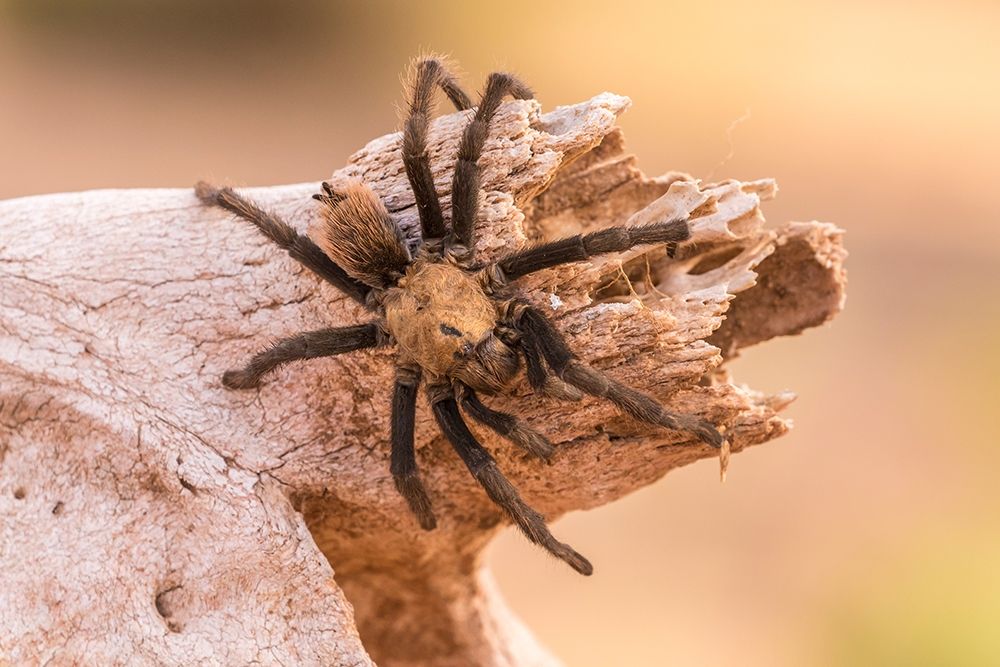 Arizona-Santa Cruz County Close-up of tarantula art print by Jaynes Gallery for $57.95 CAD