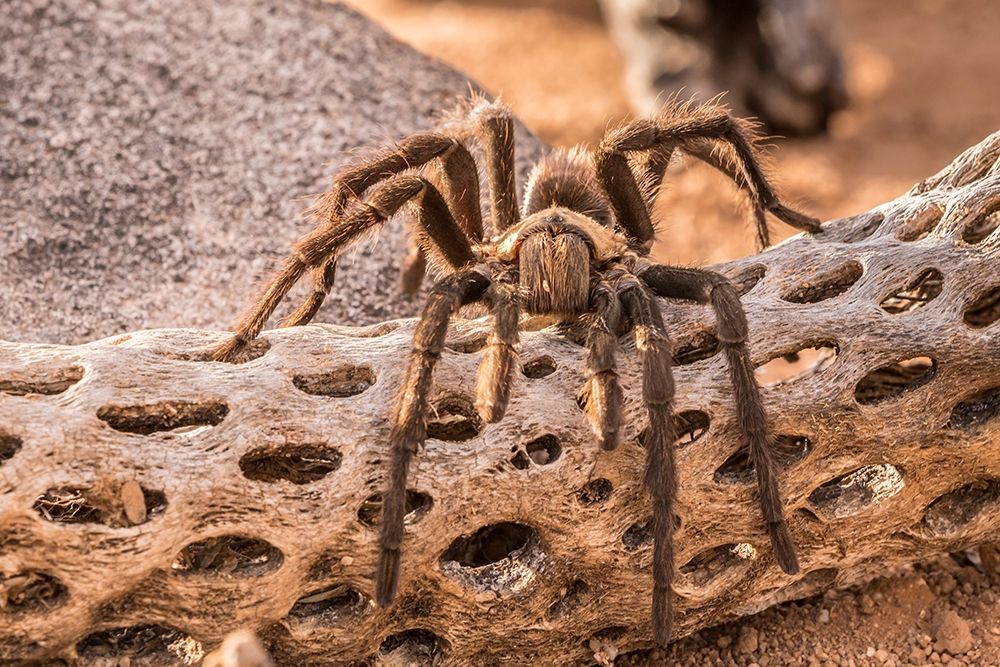 Arizona-Santa Cruz County Close-up of tarantula art print by Jaynes Gallery for $57.95 CAD
