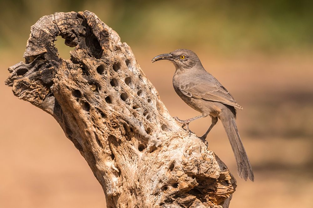 Arizona-Santa Cruz County Curve-billed thrasher feeding art print by Jaynes Gallery for $57.95 CAD