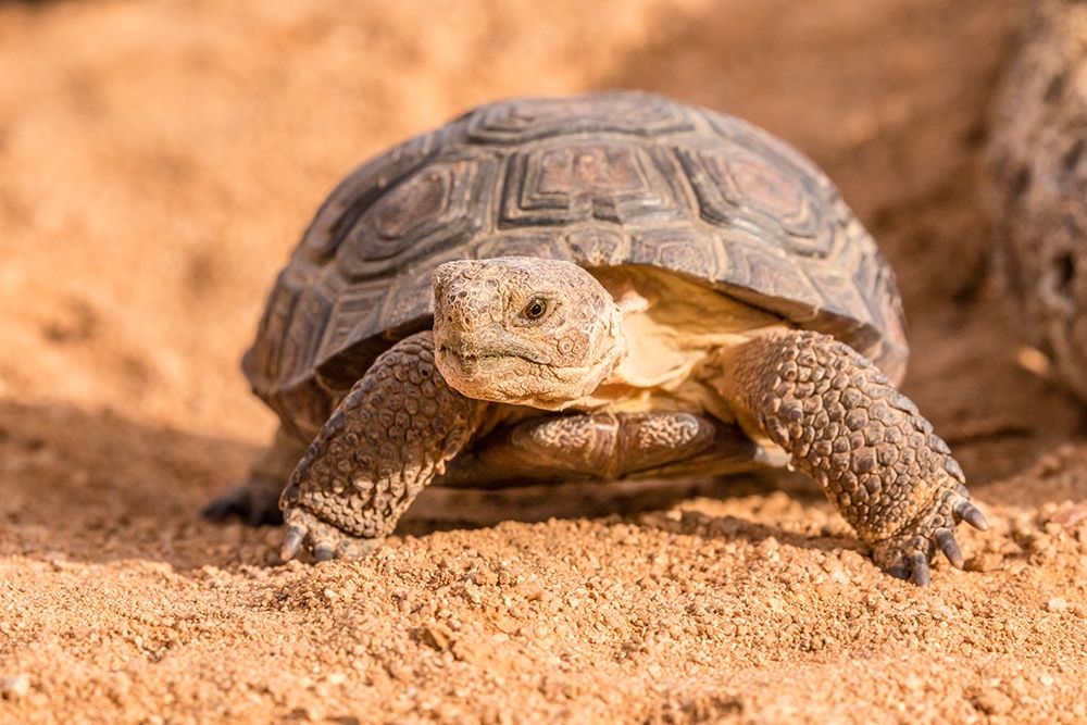 Arizona-Santa Cruz County Young desert tortoise captive art print by Jaynes Gallery for $57.95 CAD