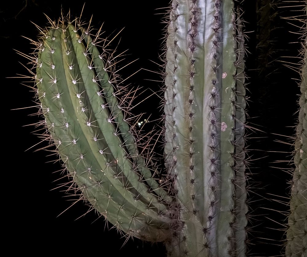 Arizona-Phoenix Illuminated saguaro cactus at night art print by Jaynes Gallery for $57.95 CAD