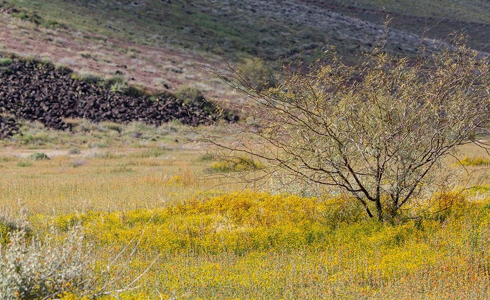 Arizona Wildflowers in field art print by Jaynes Gallery for $57.95 CAD