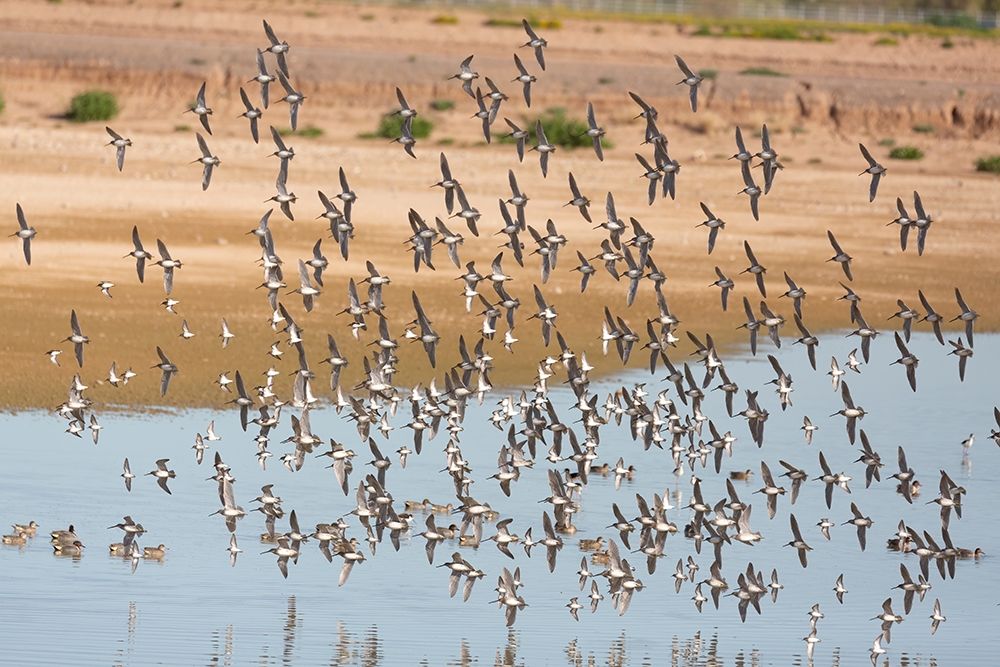 Arizona-Glendale Flock of least sandpipers flying over pond art print by Jaynes Gallery for $57.95 CAD