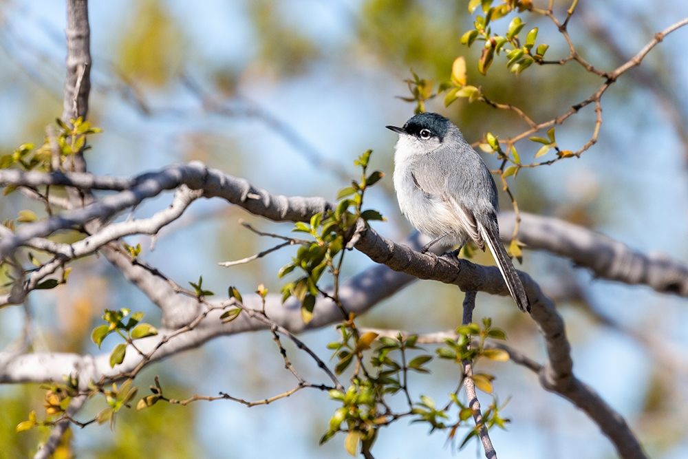 Arizona-Buckeye Blue-gray gnatcatcher perched on branch art print by Jaynes Gallery for $57.95 CAD