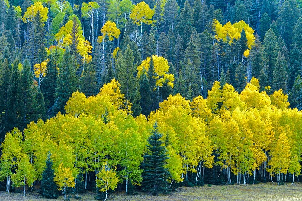Arizona-Grand Canyon National Park Autumn aspens in Grand Canyon art print by Jaynes Gallery for $57.95 CAD