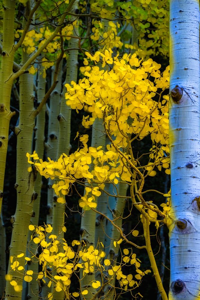 Arizona-Grand Canyon National Park Autumn aspens in Grand Canyon art print by Jaynes Gallery for $57.95 CAD