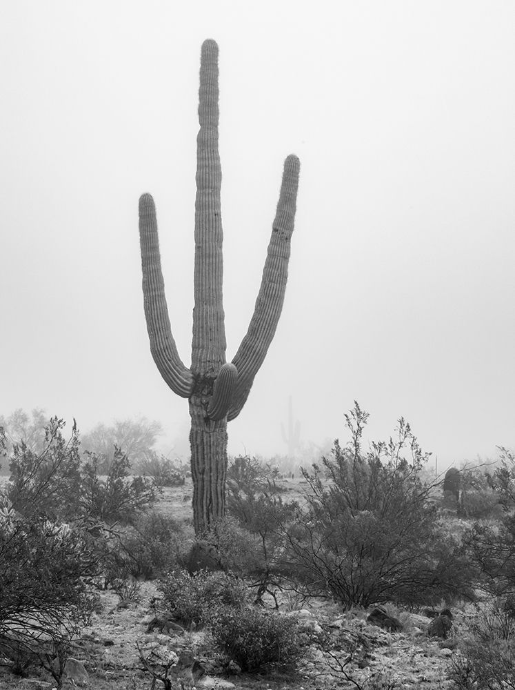 Arizona-Buckeye Black and white of saguaro cactus in fog art print by Jaynes Gallery for $57.95 CAD