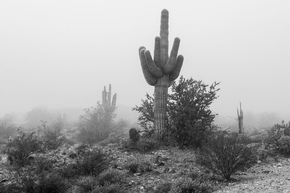 Arizona-Buckeye Black and white of saguaro cactus in fog art print by Jaynes Gallery for $57.95 CAD