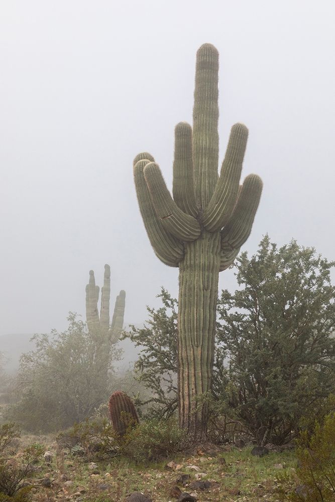 Arizona-Buckeye Saguaro cactus in fog art print by Jaynes Gallery for $57.95 CAD