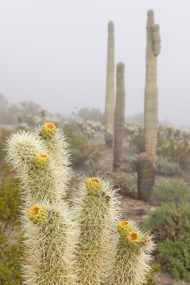 Arizona-Buckeye Saguaro and cholla cacti in fog art print by Jaynes Gallery for $57.95 CAD