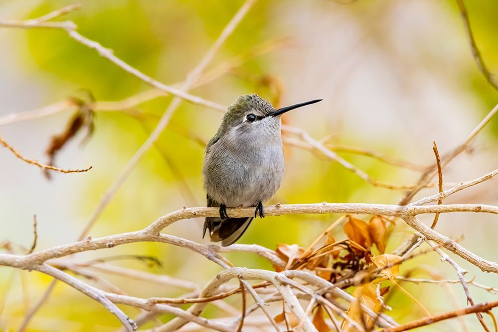 Arizona-Lake Havasu City Female Annas hummingbird on limb art print by Jaynes Gallery for $57.95 CAD