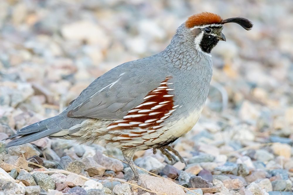Arizona-Lake Havasu City Male Gambels quail close-up art print by Jaynes Gallery for $57.95 CAD